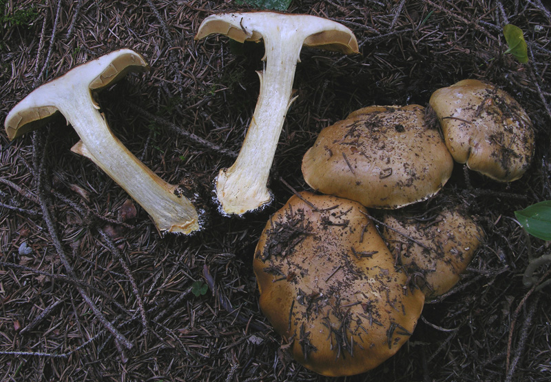 Cortinarius da determinare n�2.